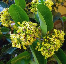 Image result for Psychotria capensis