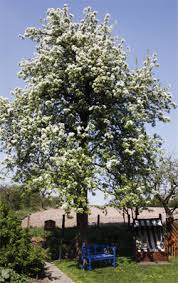 Diese brauchen nur wenig platz und eignen sich für den anbau im garten, in gefässen oder als gestalterisches element, z.b. Wie Lange Leben Obstbaume
