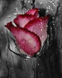 Beautiful Black And White With Color Splash Black White Colorsplash Photography Blackwhitephotographynature Color Splash Red Color Splash Photography Color Splash Photo