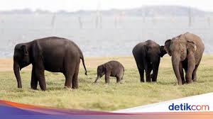 Maybe you would like to learn more about one of these? Phajaan Tradisi Kejam Menyiksa Gajah