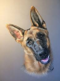 Chien Berger Allemand Dessine Au Pastel Dessin De Chien Dessin Chien Portraits De Chiens