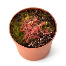 Image result for Drosera pilosa