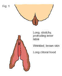 Some people have inner labia that dangle down an inch or two lower than the outer labia. Worried Guys Will Be Put Off By My Labia The Student Room