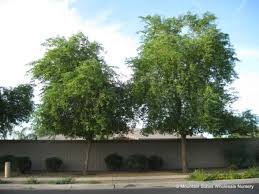 Image result for Dalbergia sissoo