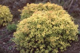 Image result for spirea japonica gold princess