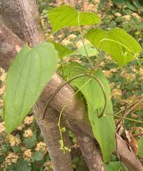 Image result for Dioscorea minutiflora
