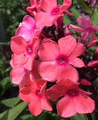 Maybe you would like to learn more about one of these? Phlox Paniculata Coral Creme Drop Knecht S Nurseries Landscaping