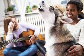 Getting your dog to howl in the first place first you will need to get your dog to actually make a howling. Why Do Dogs Howl To Music What Does It Mean When A Dog Howls