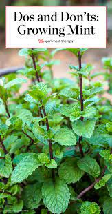 The Dos Don Ts Of Growing Mint Mint Garden Mint Plants Planting Herbs