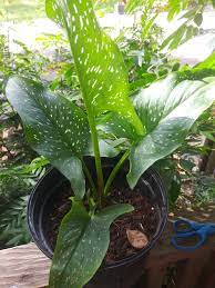 It means that you can use and modify it for your personal and commercial projects. Identifying A Garden Plant Calla Lily Thriftyfun