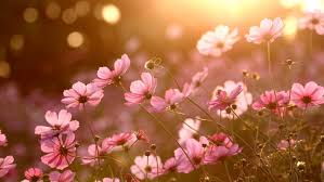 Check spelling or type a new query. Colorful Nature Sunlight Plants Flowers Wallpapers Hd Desktop And Mobile Backgrounds