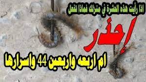 إلا أن الفقهاء المسلمين لم يزالوا يستنبطون أحكام الحوادث الجديدة في ضوء هذه المناهج والأصول، حتى أصبح الفقه الإسلامي. Ø§Ù… Ø§Ø±Ø¨Ø¹Ù‡ ÙˆØ§Ø±Ø¨Ø¹ÙŠÙ† 44 ÙˆØ§Ø³Ø±Ø§Ø±Ù‡Ø§ Ù…Ø¹ Ù…Ø¹Ø±ÙÙŠ ØªÙŠÙˆØ¨ Marify Tube Ø§Ø°Ø§ Ø±Ø£ÙŠØª Ù‡Ø°Ù‡ Ø§Ù„Ø­Ø´Ø±Ø© ÙÙŠ Ù…Ù†Ø²Ù„Ùƒ ÙÙ…Ø§Ø°Ø§ ØªÙØ¹Ù„ Youtube
