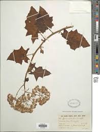 Image result for Gynura scandens