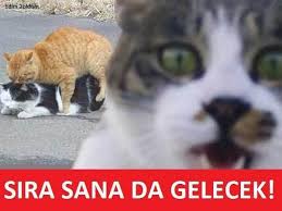 Krize Sokan Kedi Capsleri Kizlarsoruyor 2020 Kedi Caps Komik Cocuklar