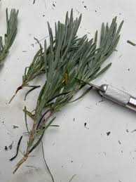 Image result for lavender cuttings