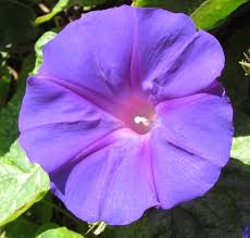 I have wild morning glories growing in my flower bed and they are so pretty! Morning Glory Flower Essence Phi Essences