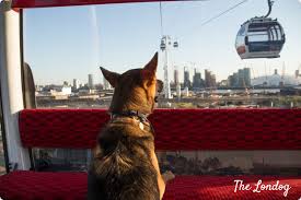The lines travels between royal victoria dock in the north and greenwich in the south. Dog Friendly Emirates Air Line Cable Car For A Spectacular View Of London The Londog