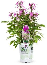 Image result for Cleome stricta