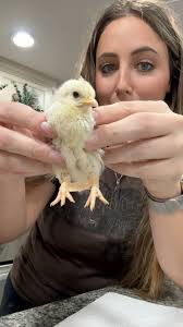 What is the unusual behavior of chickens stretching, laying