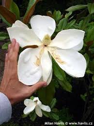 Magnolia Grandiflora Edith Bogue Havlis Cz Magnolia Grandiflora Types Of Flowers Magnolia Tree Types
