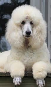 Black And White Standard Poodle Puppies For Sale Apricot Cream Standard Poodles And Poodle Puppies For Sale Poodle Puppies For Sale Poodle Puppy Standard Poodle