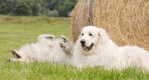 White Dog Breeds Discover 18 Head Turning White Dogs