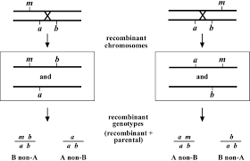 Genetic Mapping And Manipulation: Chapter 3-Three-Point Mapping With  Genetic Markers