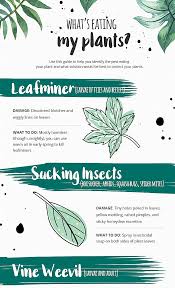 To eat, kill, or otherwise harm a particular pest, and often referred. Garden Guide What S Eating My Plants