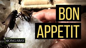 Some authors regard them as the superfamily grylloidea with four families: Bug Bites Edible Insect Production Ramps Up Quickly In Madagascar