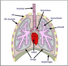 Free download 52 best quality respiratory system with label drawing at getdrawings. Ib Biology Notes 6 4 Gas Exchange