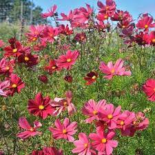 Cosmos Rubenza Flower Pictures Cosmos Art Cosmos
