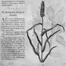 Image result for Cenchrus unisetus