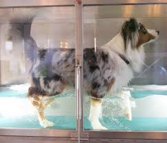 How Advances In Veterinary Medicine Can Improve Your Pet S Life Vet Medicine Pet Life Veterinary
