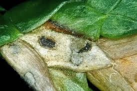 Image result for didymascella thujina