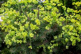 Image result for Euphorbia cyparissioides