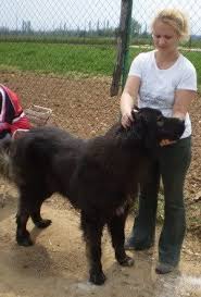 Macedonian Shepherd Karaman Www Forum Hr Dogs Animals Shepherd