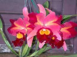 Blc Chinese Beauty Jpg Orchids Chinese Beauty Cattleya