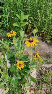 Image result for Rudbeckia hirta