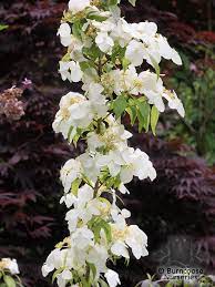 Golden tiara plantain lily hosta x 'golden tiara' item #4208 shade loving. Hydrangea Scandens Subsp Chinensis F Angustipetala Golden Crane From Burncoose Nurseries