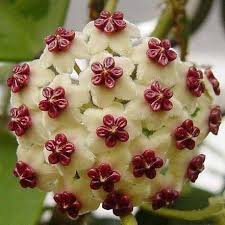 Multi Varieties Hoya Carnosa Flower Seeds 100pcs Pack In 2020 Flower Garden Plants Flower Seeds Hoya Plants