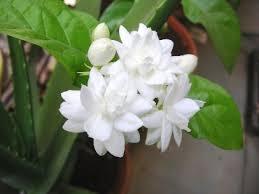 Sweet alyssum can tolerate drought and heat, although they don't like. Top 5 Fragrant Plants To Spread A Sweet Aroma In Your Home Top 10 Plants Nurserylive Wikipedia
