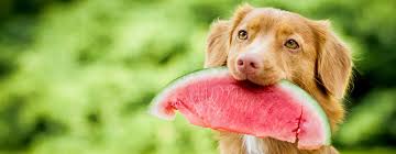 Find out which foods that can be toxic and poisonous to cats and dogs. Can Dogs Eat Watermelon Read Before You Feed Purina