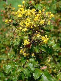 Black fruit covered with blue bloom, 5 mm diam. Mahonia Pinnata California Barberry Wavyleaf Barberry Island Barberry Creeping Holly Grape Pfaf Plant Database