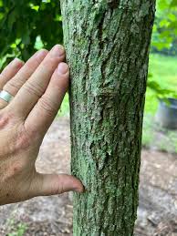 Image result for Rytigynia ruwenzoriensis