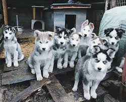 Siberian husky puppies for sale. Seppala Siberian Sleddog Puppies For Sale Georgetown Tx Husky Puppies For Sale Puppies Puppies For Sale