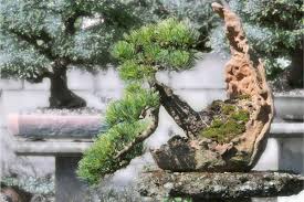 Posted by brandi on 23rd oct 2020. How To Grow And Care For Spruce Bonsai Tree Picea Successfully Florgeous