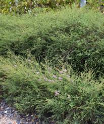Image result for Melaleuca decussata
