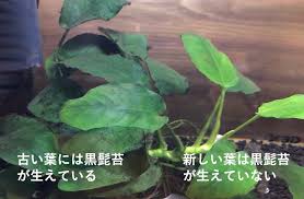 大きくなったアヌビアス ナナは短く切って育てましょう