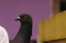 Blorok adalah burung dengan warna yang tidak karuan, seperti cat di campur aduk dan letaknya tidak menentu / tidak rapi. Cari Burung Hilang Pria Ini Janjikan Rp 30 Juta Bagi Yang Menemukan Hitekno Com