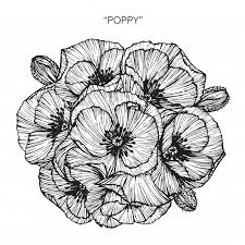 / colorie les pétales en rouge, orange et brun. Google Image Result For Https Image Freepik Com Vecteurs Libre Bouquet De Fleur De Coquelicot Dessin Illustr Flower Drawing Poppy Flower Drawing Poppy Flower